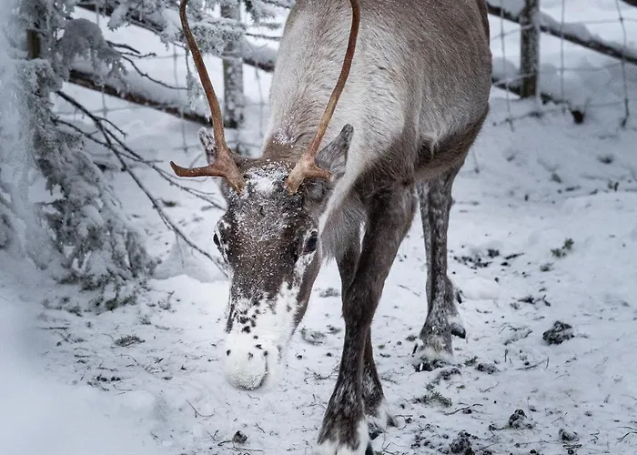 North Frost 20b By Hilla דירה