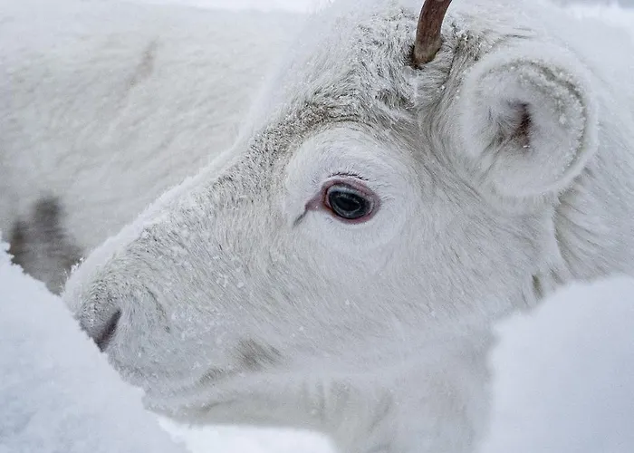 דירה North Frost 20b By Hilla