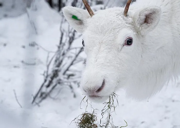 North Frost 20b By Hilla דירה *