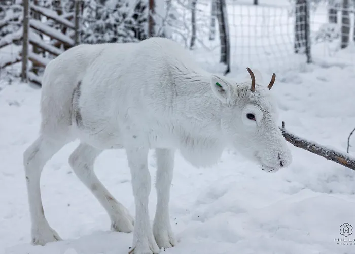 North Frost 20b By Hilla דירה