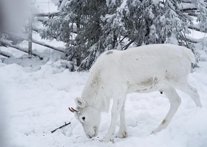 North Frost 20b By Hilla