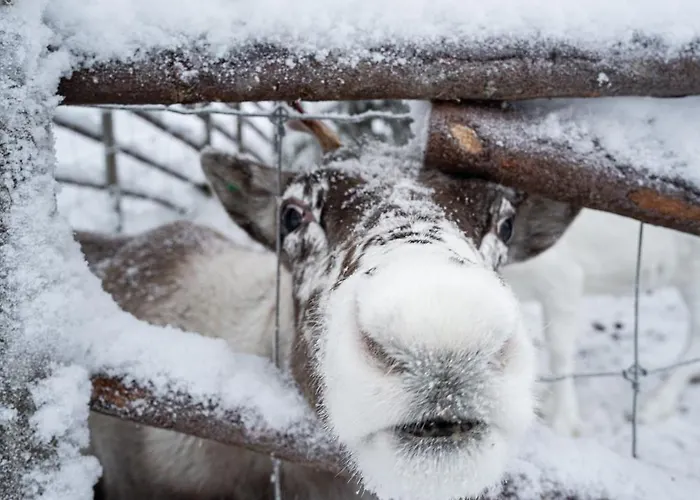 North Frost 20b By Hilla